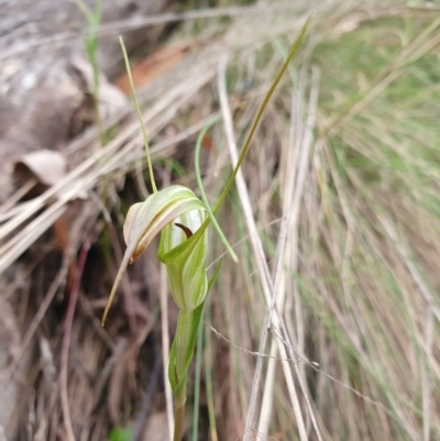 Diplodium decurvum (Summer greenhood) at Namadgi National Park - 20 Jan 2024 by shoko