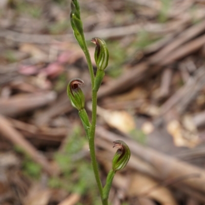Speculantha multiflora (Tall Tiny Greenhood) at Cotter River, ACT - 19 Jan 2024 by shoko