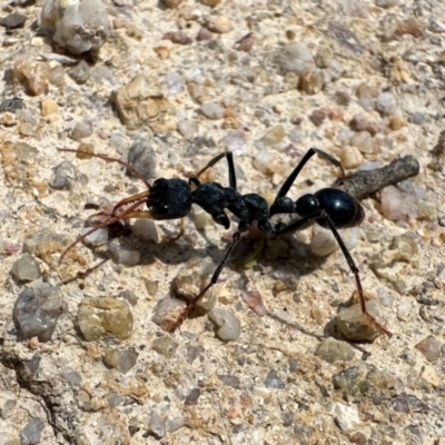 Myrmecia tarsata (Bull ant or Bulldog ant) at Paddys River, ACT - 19 Jan 2024 by Pirom