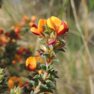 Pultenaea procumbens (Bush Pea) at Theodore, ACT - 13 Oct 2023 by michaelb