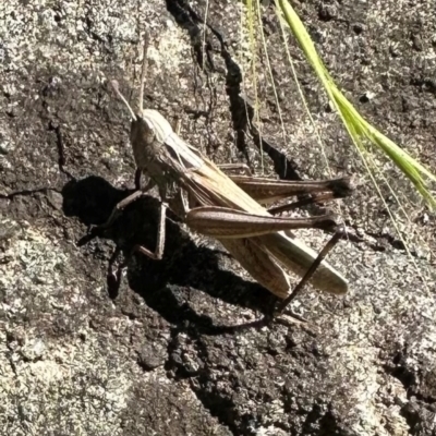 Caledia captiva (grasshopper) at Kangaroo Valley, NSW - 21 Jan 2024 by lbradleyKV
