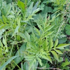 Bidens subalternans (Greater Beggars Ticks) at Wanniassa Hill - 21 Jan 2024 by Berno