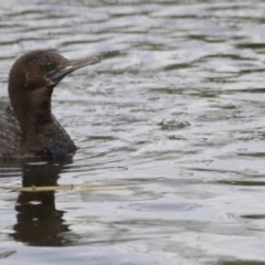 Phalacrocorax sulcirostris (Little Black Cormorant) at Fyshwick, ACT - 21 Jan 2024 by JimL