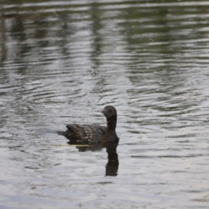 Phalacrocorax sulcirostris at Fyshwick, ACT - 22 Jan 2024