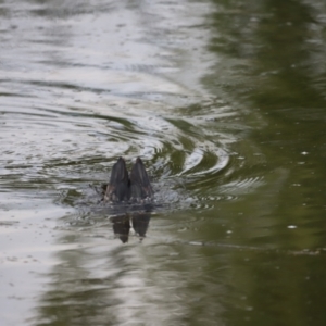 Phalacrocorax sulcirostris at Fyshwick, ACT - 22 Jan 2024