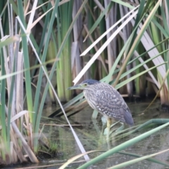 Nycticorax caledonicus (Nankeen Night-Heron) at Jerrabomberra Wetlands - 21 Jan 2024 by JimL