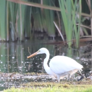 Ardea alba at Fyshwick, ACT - 22 Jan 2024 07:10 AM