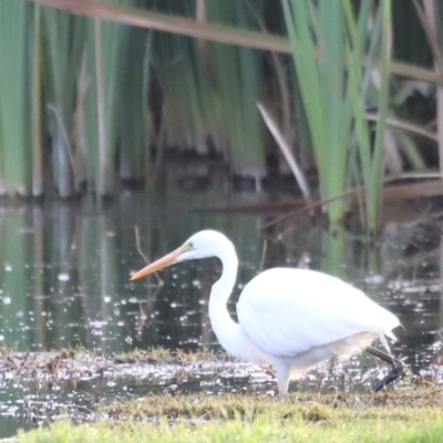 Ardea alba (Great Egret) at Fyshwick, ACT - 22 Jan 2024 by JimL