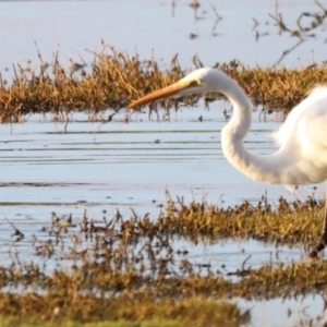 Ardea alba at Fyshwick, ACT - 22 Jan 2024 07:10 AM