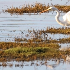 Ardea alba at Fyshwick, ACT - 22 Jan 2024 07:10 AM