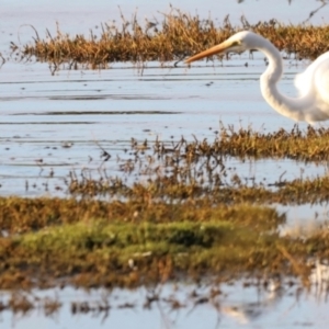 Ardea alba at Fyshwick, ACT - 22 Jan 2024 07:10 AM