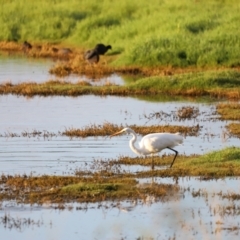 Ardea alba at Fyshwick, ACT - 22 Jan 2024 07:10 AM