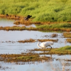 Ardea alba at Fyshwick, ACT - 22 Jan 2024 07:10 AM