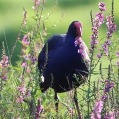 Porphyrio melanotus (Australasian Swamphen) at Jerrabomberra Wetlands - 21 Jan 2024 by JimL