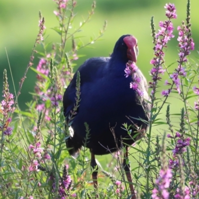 Porphyrio melanotus (Australasian Swamphen) at Fyshwick, ACT - 22 Jan 2024 by JimL