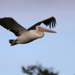 Pelecanus conspicillatus (Australian Pelican) at Jerrabomberra Wetlands - 21 Jan 2024 by JimL