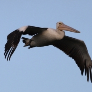 Pelecanus conspicillatus at Fyshwick, ACT - 22 Jan 2024