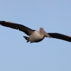 Pelecanus conspicillatus at Fyshwick, ACT - 22 Jan 2024