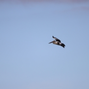 Pelecanus conspicillatus at Fyshwick, ACT - 22 Jan 2024