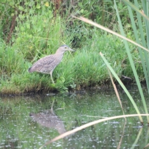 Nycticorax caledonicus at Fyshwick, ACT - 22 Jan 2024 07:31 AM