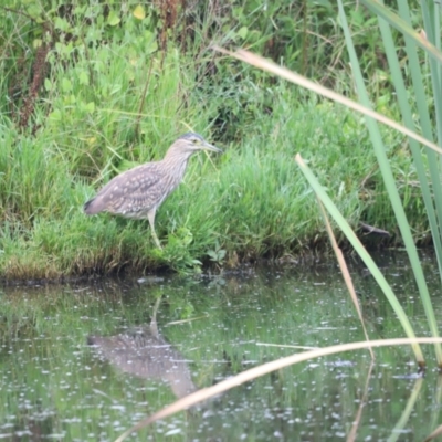 Nycticorax caledonicus (Nankeen Night-Heron) at Fyshwick, ACT - 22 Jan 2024 by JimL