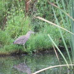 Nycticorax caledonicus at Fyshwick, ACT - 22 Jan 2024 07:31 AM