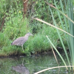 Nycticorax caledonicus at Fyshwick, ACT - 22 Jan 2024 07:31 AM