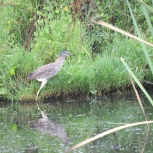 Nycticorax caledonicus at Fyshwick, ACT - 22 Jan 2024 07:31 AM