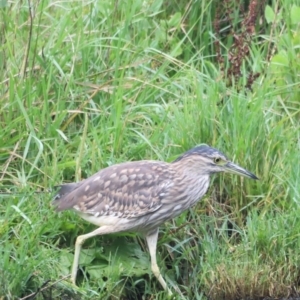 Nycticorax caledonicus at Fyshwick, ACT - 22 Jan 2024 07:31 AM