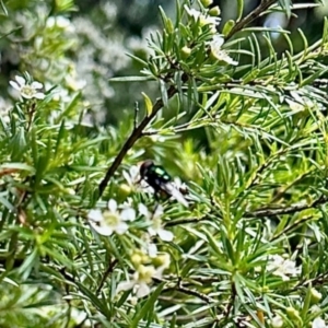 Diptera (order) at Undefined Area - 21 Jan 2024 02:48 PM