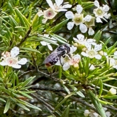 Lipotriches (Austronomia) ferricauda (Halictid bee) at Aranda, ACT - 21 Jan 2024 by KMcCue