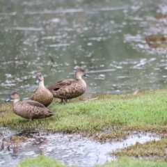 Anas gracilis (Grey Teal) at Jerrabomberra Wetlands - 21 Jan 2024 by JimL