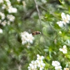 Unidentified Hover fly (Syrphidae) at Aranda, ACT - 21 Jan 2024 by KMcCue