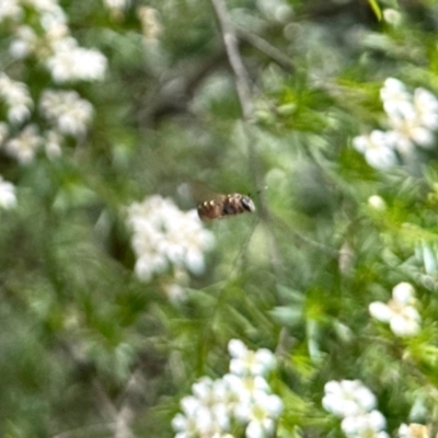 Unidentified Hover fly (Syrphidae) at GG182 - 21 Jan 2024 by KMcCue