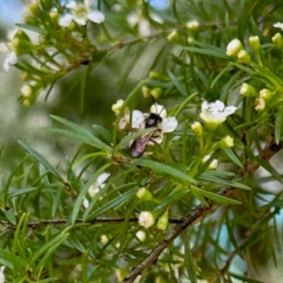 Apiformes (informal group) (Unidentified bee) at Aranda, ACT - 21 Jan 2024 by KMcCue