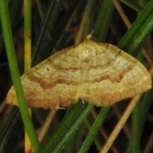 Chrysolarentia correlata at Namadgi National Park - 16 Jan 2024