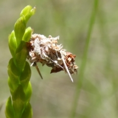 Lepidoptera unclassified IMMATURE (caterpillar or pupa or cocoon) at QPRC LGA - 21 Jan 2024 by arjay