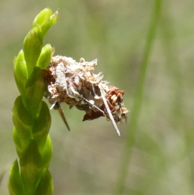 Lepidoptera unclassified IMMATURE (caterpillar or pupa or cocoon) at QPRC LGA - 21 Jan 2024 by arjay