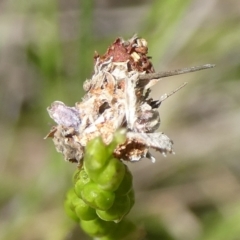 Lepidoptera unclassified IMMATURE at QPRC LGA - suppressed