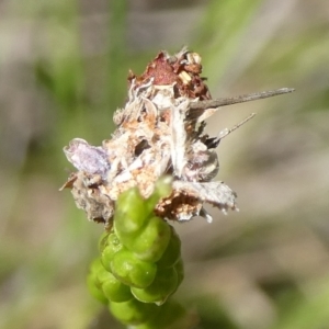 Lepidoptera unclassified IMMATURE at QPRC LGA - suppressed