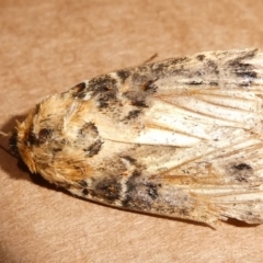 Proteuxoa sanguinipuncta (Blood-spotted Noctuid) at QPRC LGA - 21 Jan 2024 by arjay