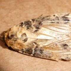 Proteuxoa sanguinipuncta (Blood-spotted Noctuid) at Mongarlowe River - 21 Jan 2024 by arjay