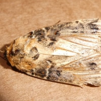 Proteuxoa sanguinipuncta (Blood-spotted Noctuid) at Mongarlowe River - 21 Jan 2024 by arjay