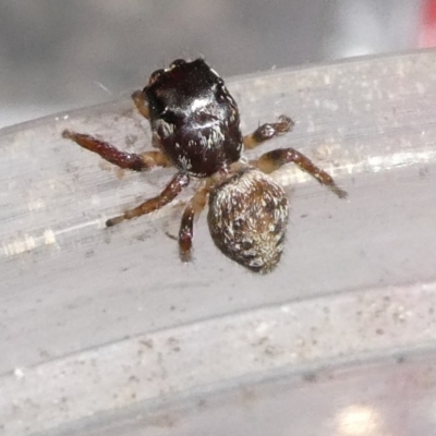 Unverified Spider by arjay