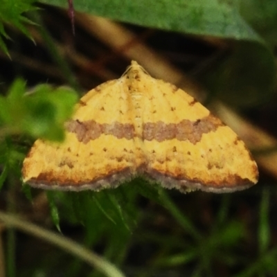Chrysolarentia polyxantha (Yellow Carpet Moth) at Namadgi National Park - 15 Jan 2024 by JohnBundock