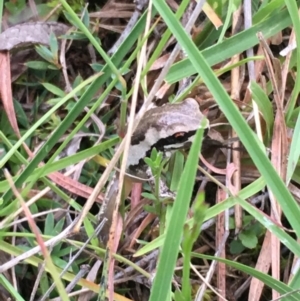 Litoria quiritatus at Lower Borough, NSW - 20 Jan 2024 07:57 AM