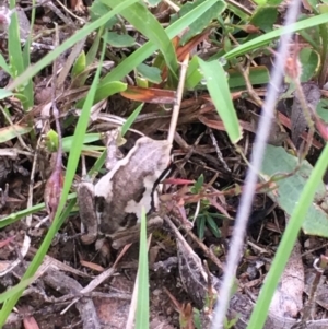 Litoria quiritatus at Lower Borough, NSW - 20 Jan 2024 07:57 AM