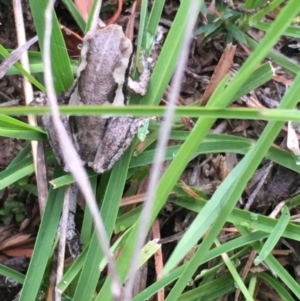 Litoria quiritatus at Lower Borough, NSW - 20 Jan 2024