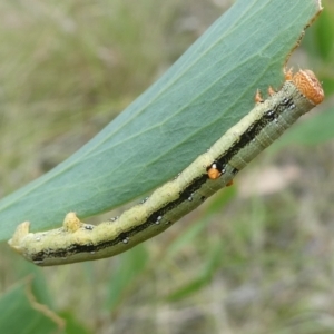 Geometridae (family) IMMATURE at QPRC LGA - 20 Jan 2024