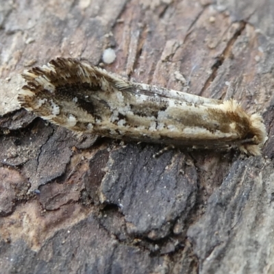 Moerarchis inconcisella (A tineid moth) at QPRC LGA - 20 Jan 2024 by arjay